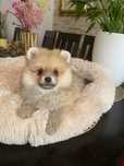 Szpic miniaturowy - pomeranian, Piesek .