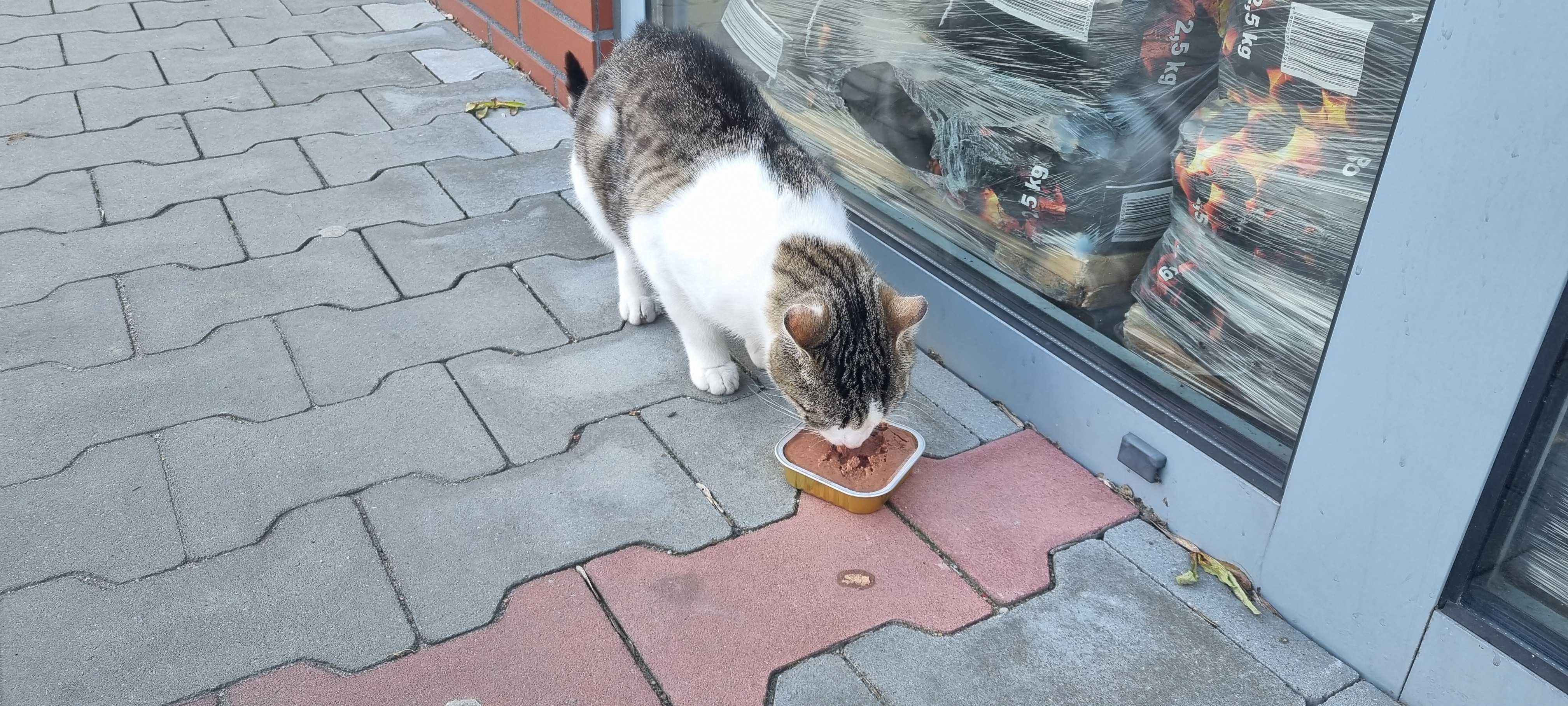 Kot bytujący pod sklepem szuka kochającego domu!