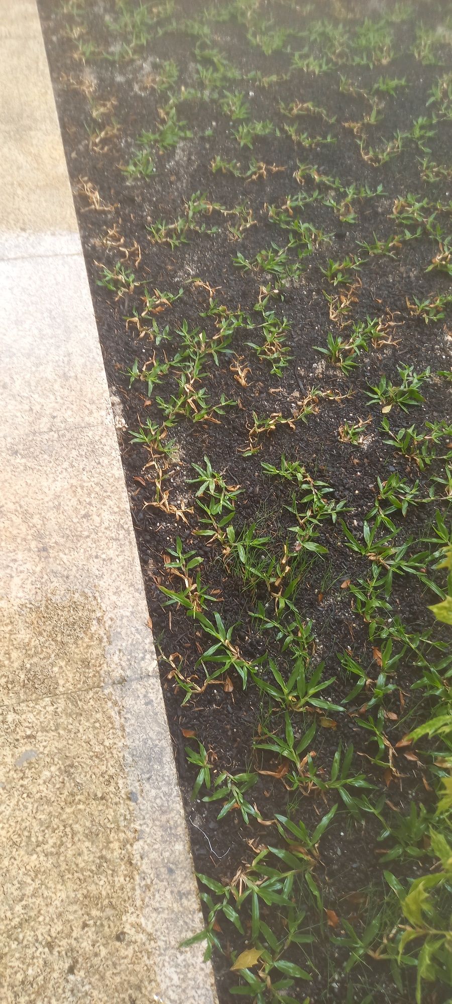 Serviços jardinagem