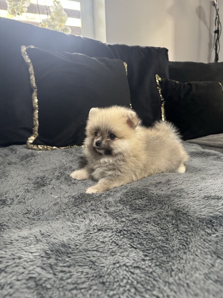 Pomeranian szpic miniaturowy