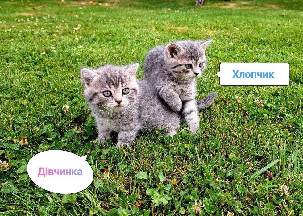 Шотландські висловухі та прямовухі кошенята шукають люблячу сім'ю
