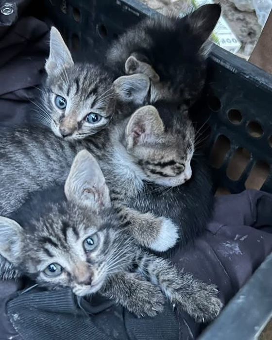 Много котята бесплатно