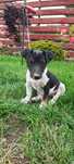 Jack Russell Terrier suczka