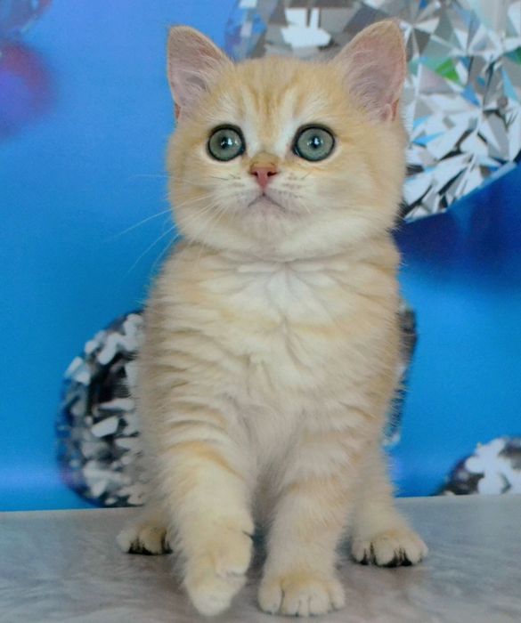 Котята золотые шиншиллы ny 11