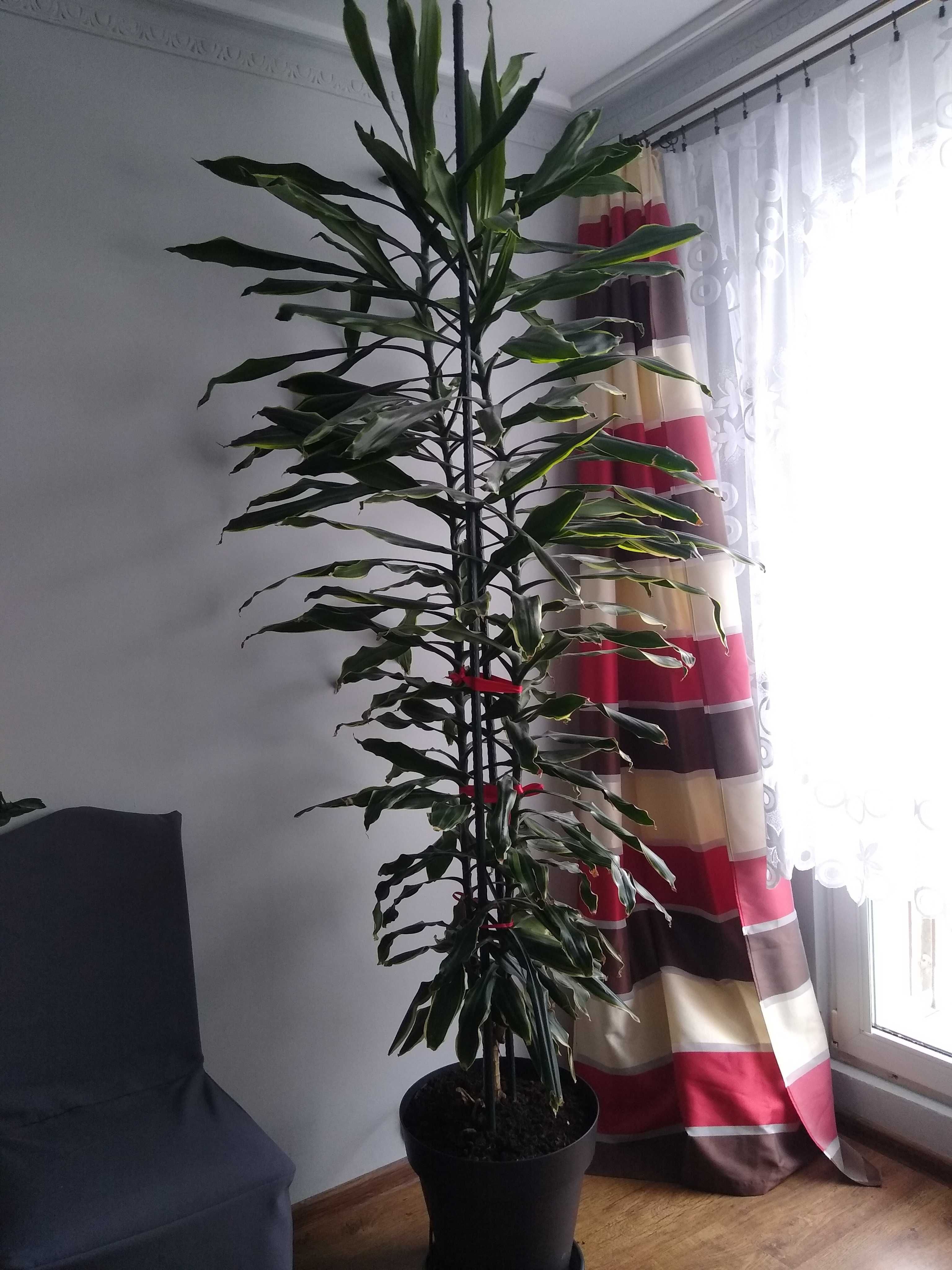 Kwiat dracena 250 cm