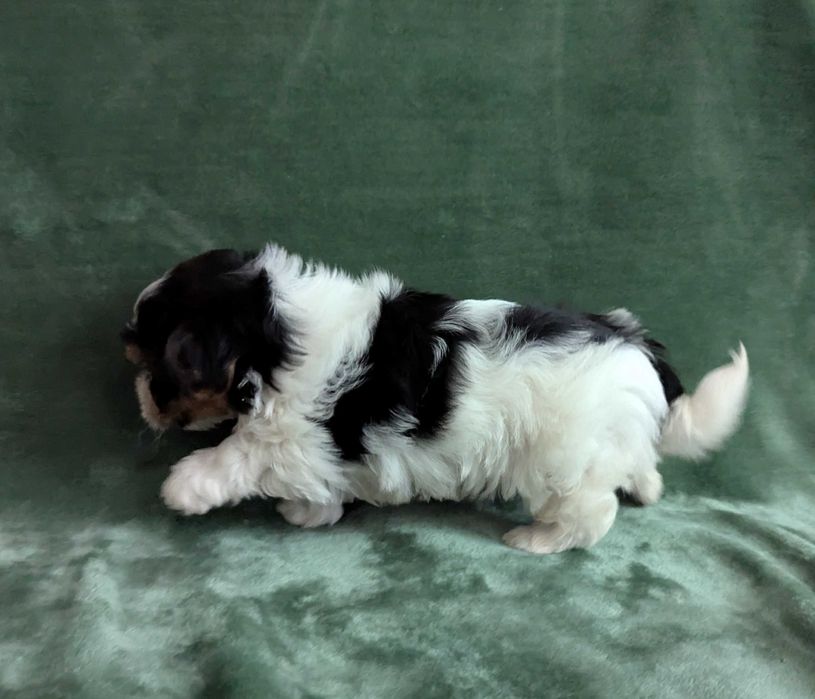 Piesek Yorkshire Terrier Biewer
