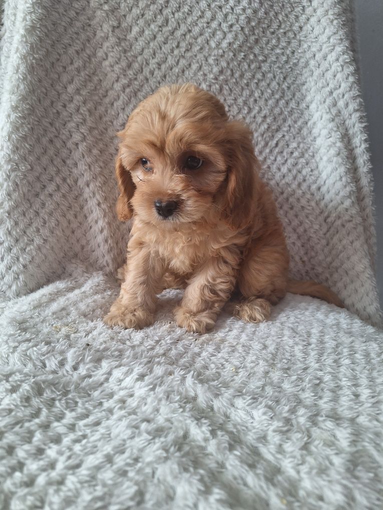 Cavalier-pudel-cavapoo