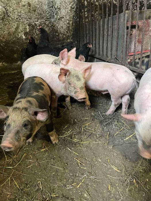 Продам поросят...