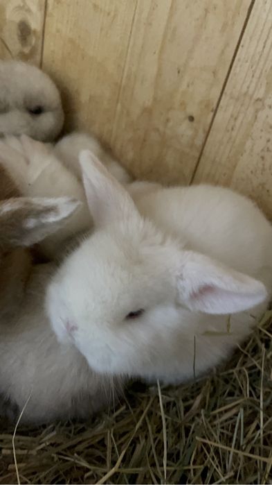 Декоративный кролик Мини Лоп, висловухий кролик