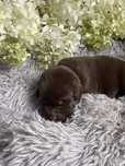 Labrador retriver-szczeniak REZERWACJA!