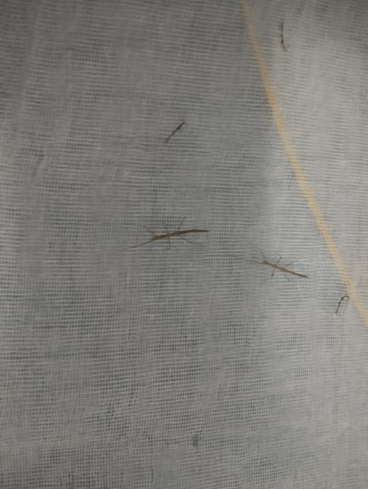 Oddam młode patyczaki