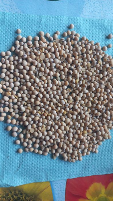 Продам сою Раундап для посіву. Врожаю 2023року для посіву.