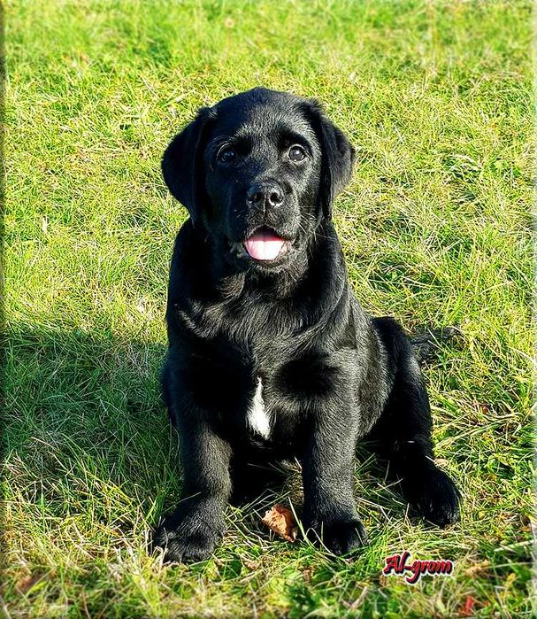 Labrador Retriever  czarny piesek ZKwP/FCI