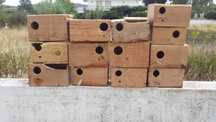 Troco conjunto dos ninhos a 2 roseicollis