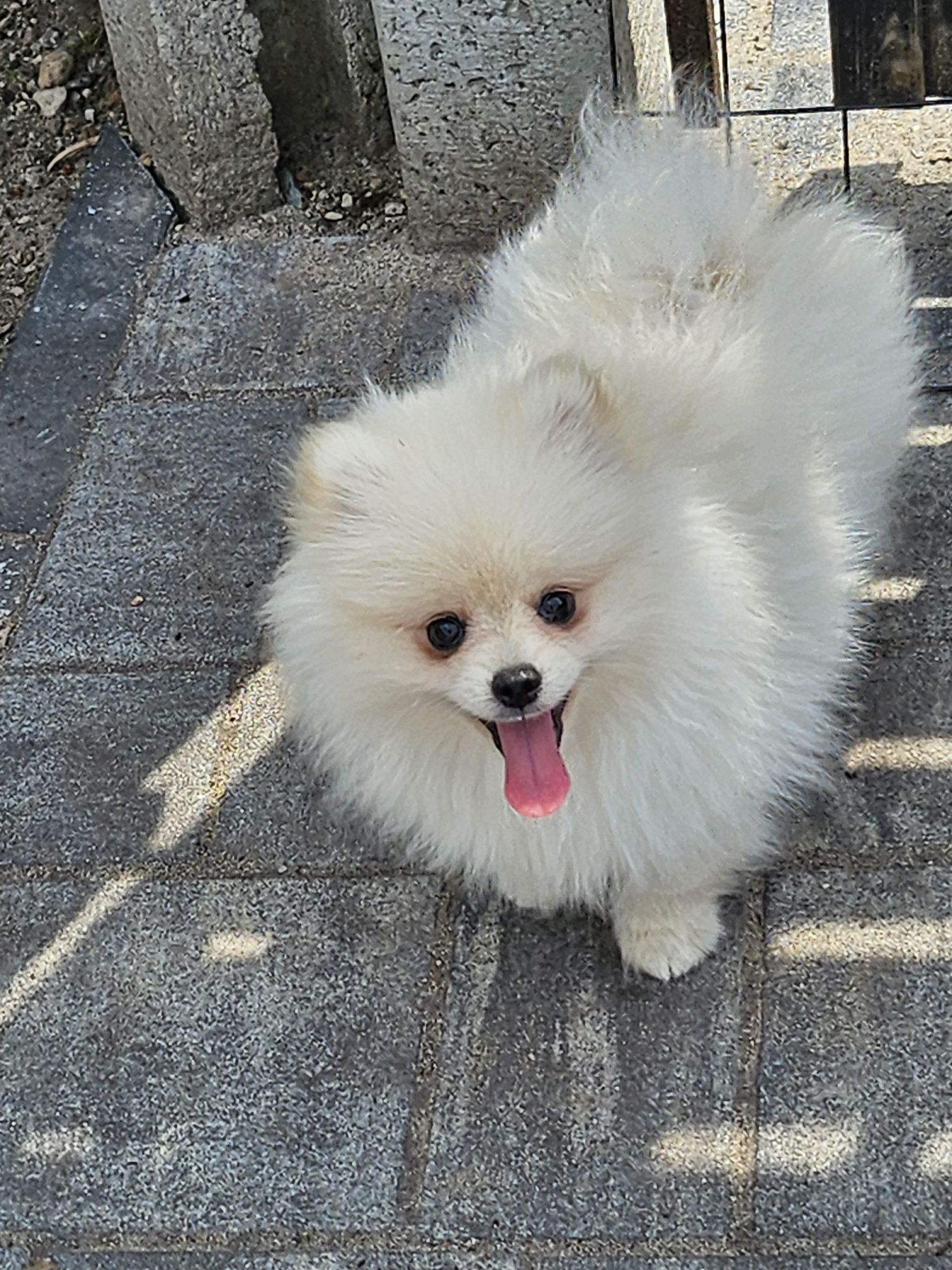 Szpic miniaturowy pomeranian FCI