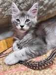 Kocurek Maine Coon  ns25