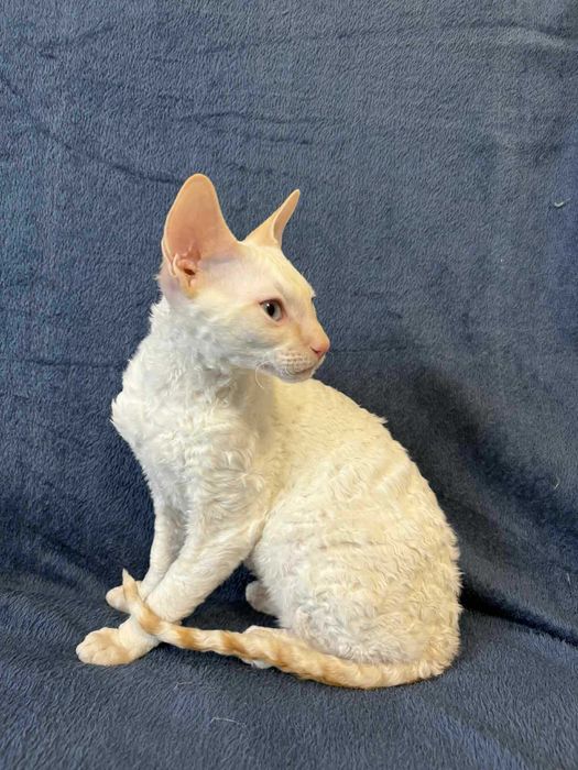 CORNISH REX - Dostępny kocurek o imieniu YAMAL Hodowla: MatiMalwa*PL