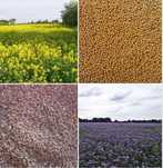 Mieszanka traw,trawa,,peluszka,seradela,siemię,len,proso,sorgo,ramtil