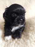 OKAZJA! Śliczny piesek Shih Tzu szuka domu (RODOWÓD/SZCZEPIENIA)