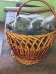 Котята британцы чистокровные