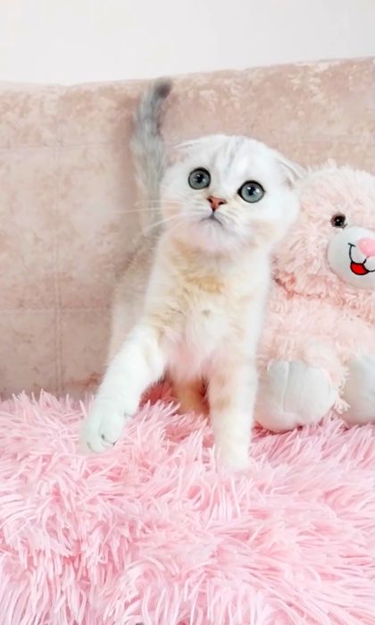 Маленьке Чудо. Вислоушка хлопчик