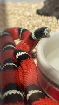 Молочная змея самцы и самки