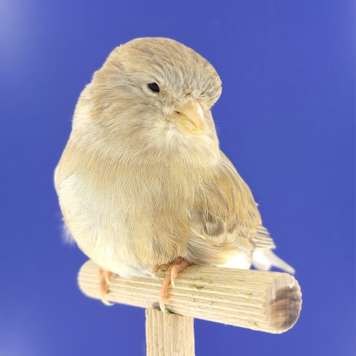 Kanarek, samiczka 06 - sprzedam, Wrocław