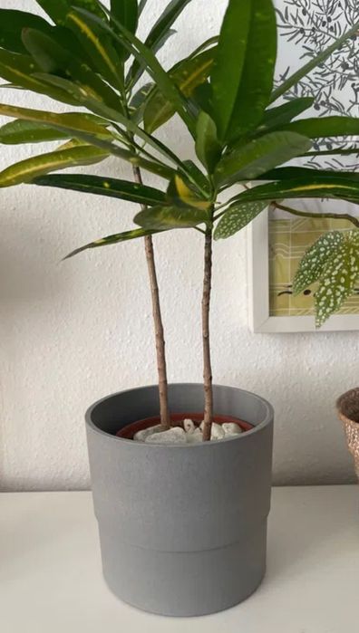 Кашпо для растений Икеа