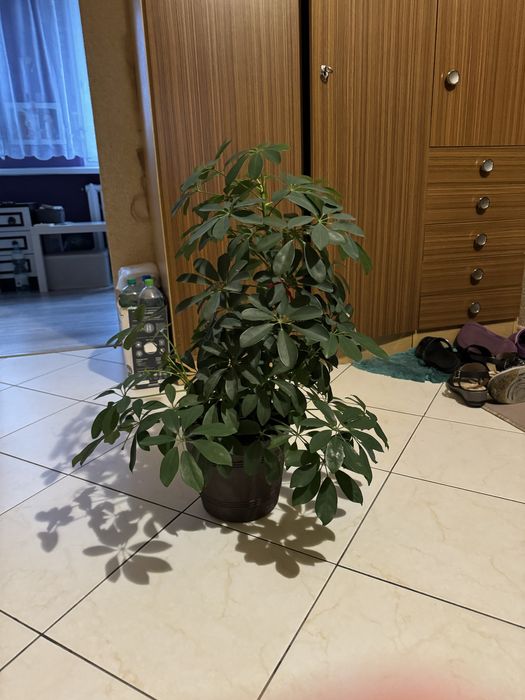 Kwiatek doniczkowy duży ładny