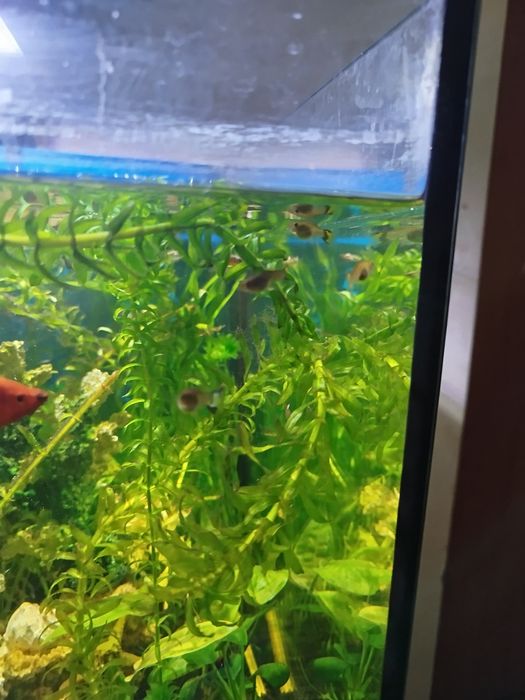 Віддам гупі, безкоштовно.