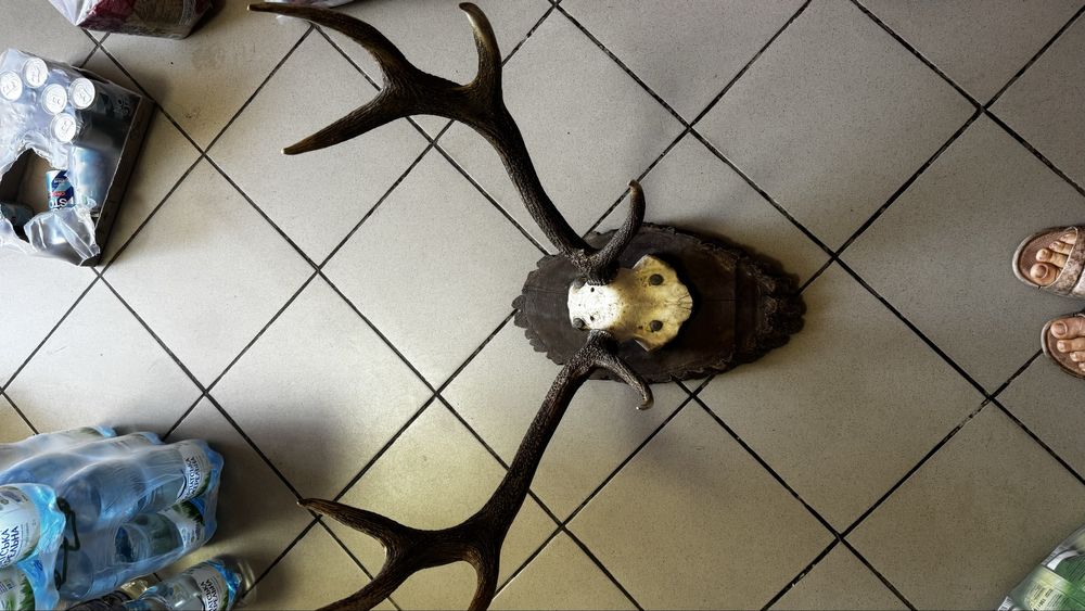 Роги оленя на підкладці