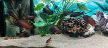 Akwarium wraz ze stadem Tropheus Moliro Red