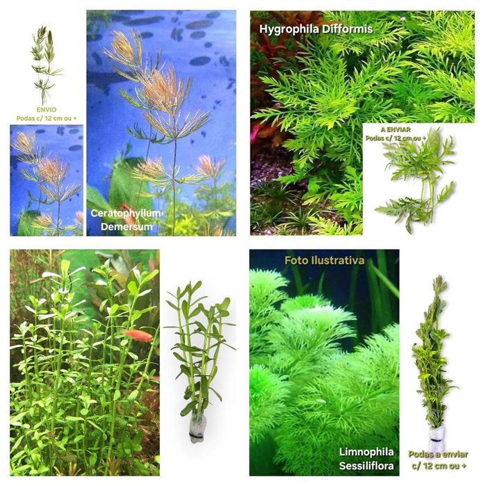 Pack Plantas Aquário - Faça o seu Pack