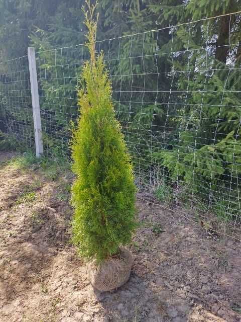 Tuja Thuja Szmaragdowa Producent