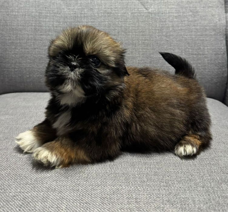 Suczka SHIH TZU o