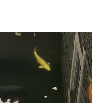 Carpas Koi com 35cm