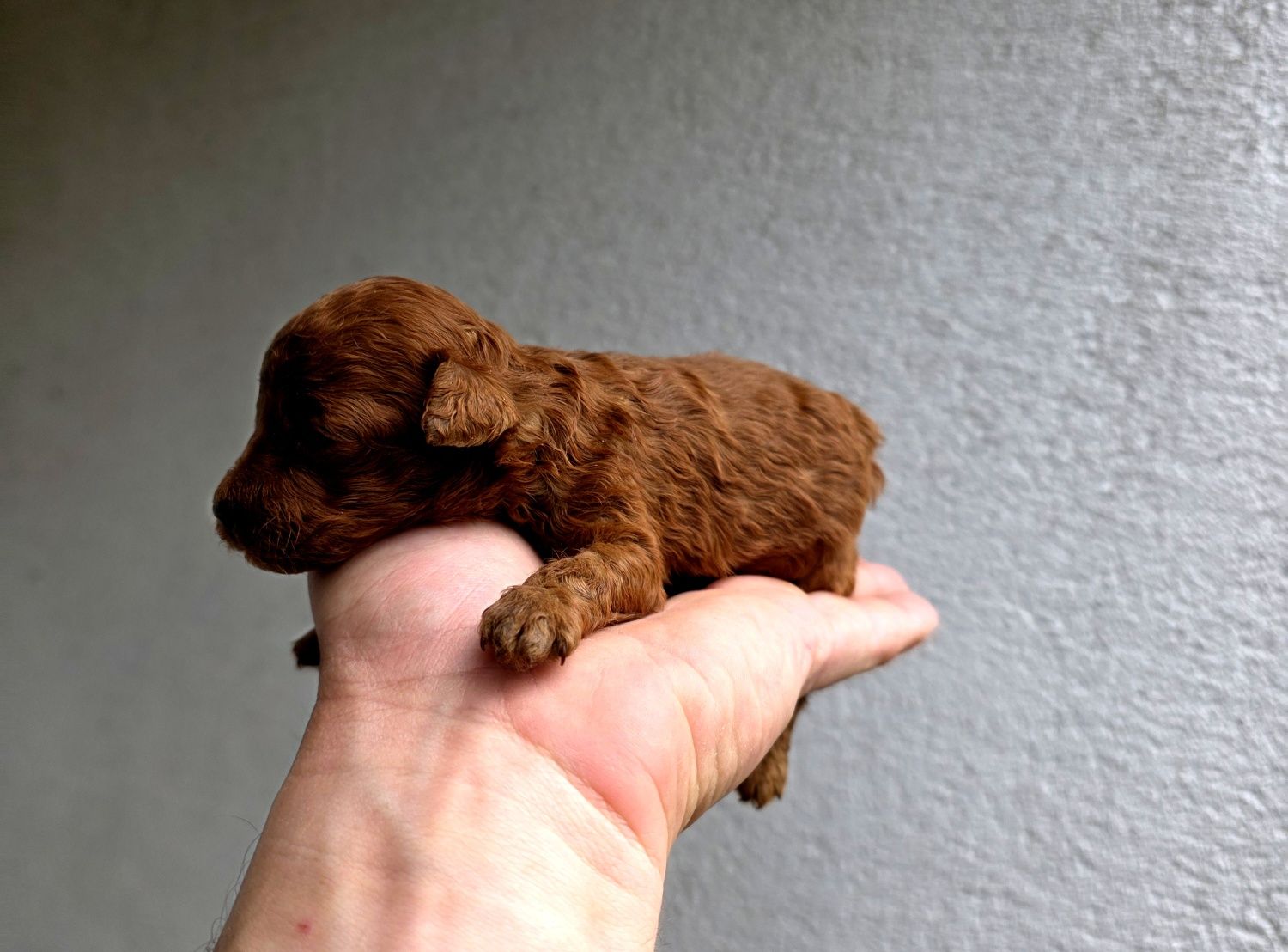 Pudel toy 100 % piesek red brown  chińska linia