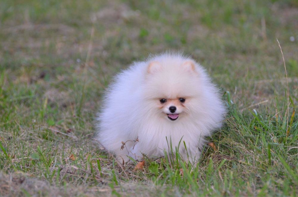 Гарненька крем дівчинка