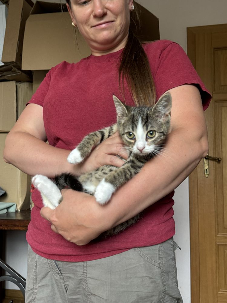 Przepiekna mała przytulasta kotka 3 miesiące do adopcji od zaraz na
