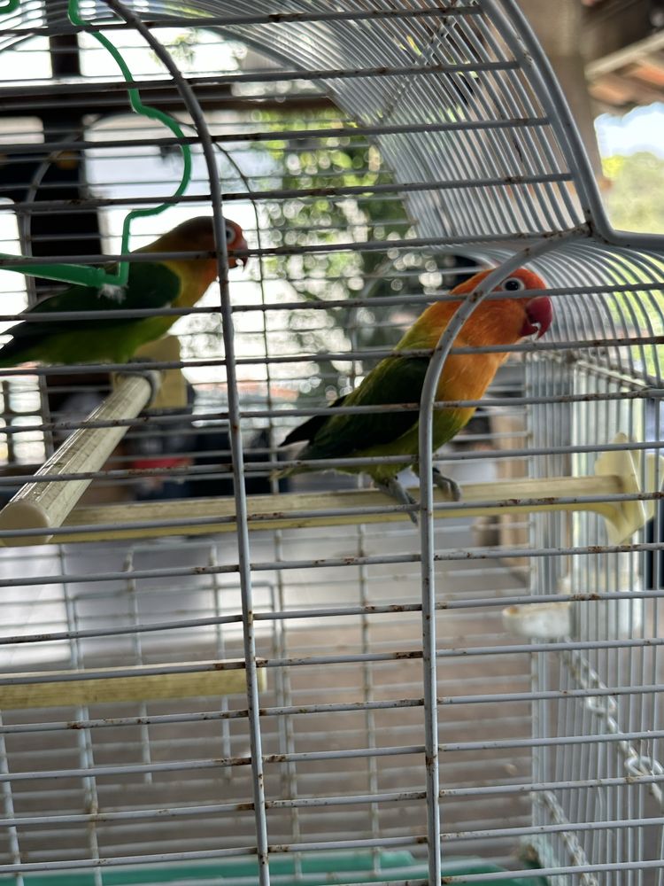 casal agapornis fischer