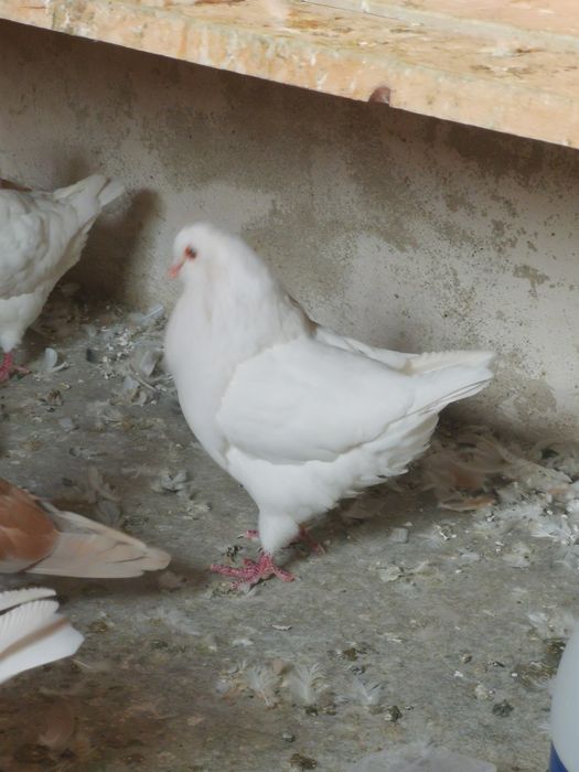 Pombos da raça King