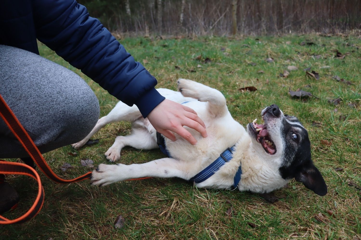 Pulpet kochany kundelek adopcja 3 lata