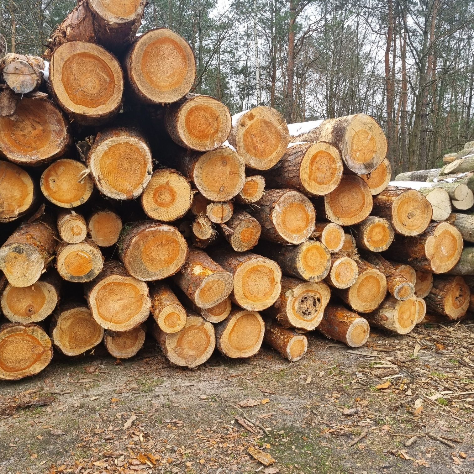 Drewno kominkowe i opałowe suche i rąbane na bieżąco Stoczek Łukowski