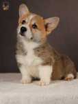 Welsh Corgi Pembroke ZKwP FCI piesek po Ch.Pl