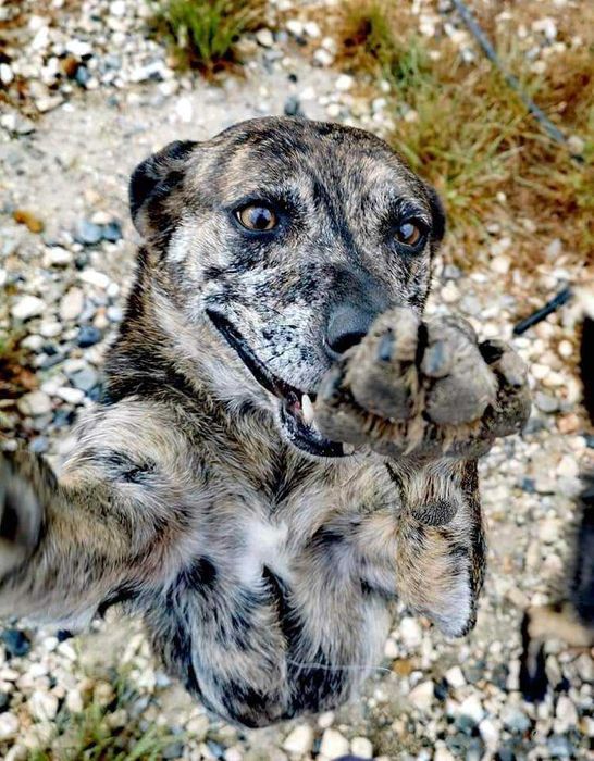 Liana - cadela média para adoção