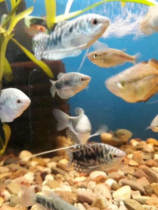 Gurami marmurek mix