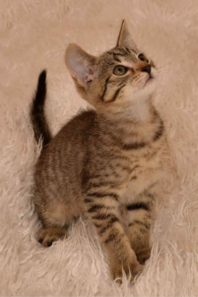 Kotki do adopcji
