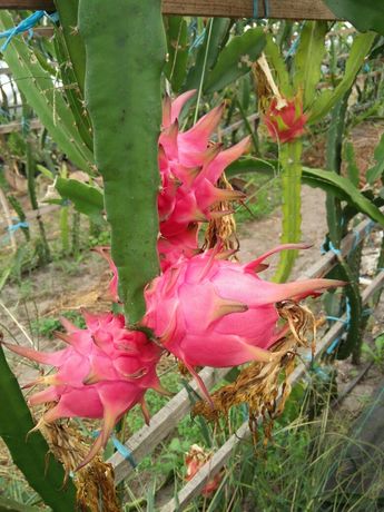 Pitayas, pitaia, fruta dragão Plantas Estacas / Mudas de Pitaya