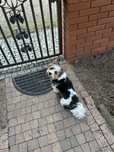 Reproduktor Biewer Yorkshire Terrier. Hodowla Biewer York Amour.