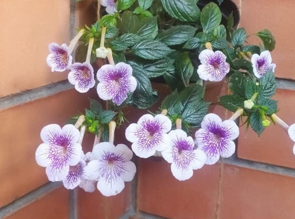 Ахіменеси (ахимынесы)  різоми